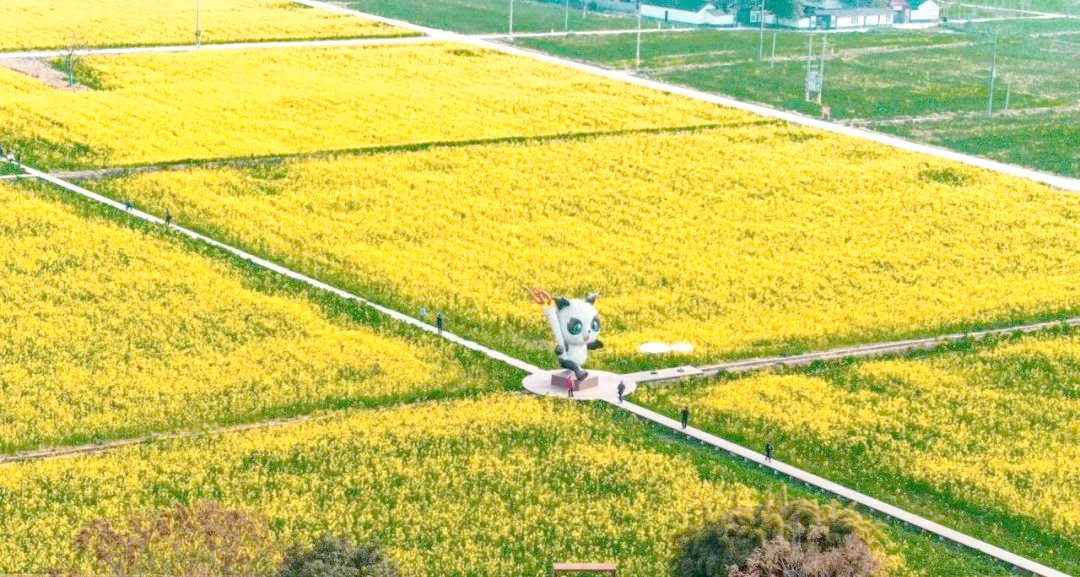 从崇州到道明,油菜花海让你流连忘返