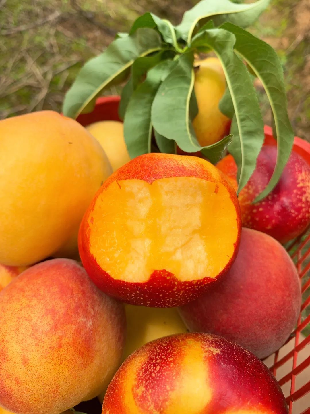 鲜桃成熟来罗江这里吃桃子想吃哪个摘哪个