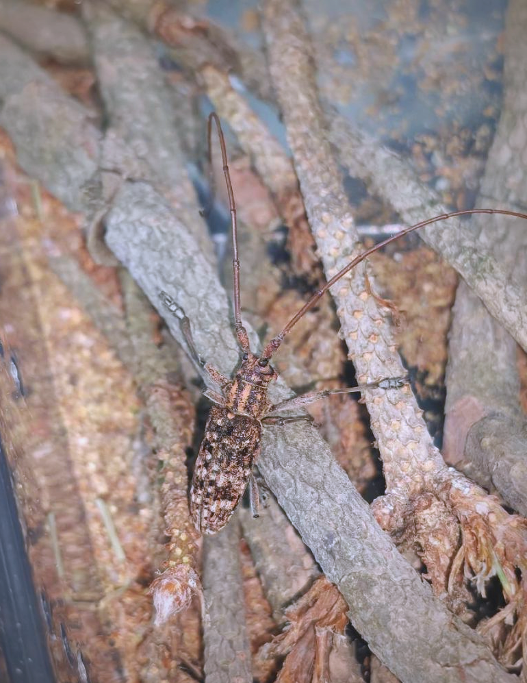 松褐天牛与松材线虫的危害与防治策略解析