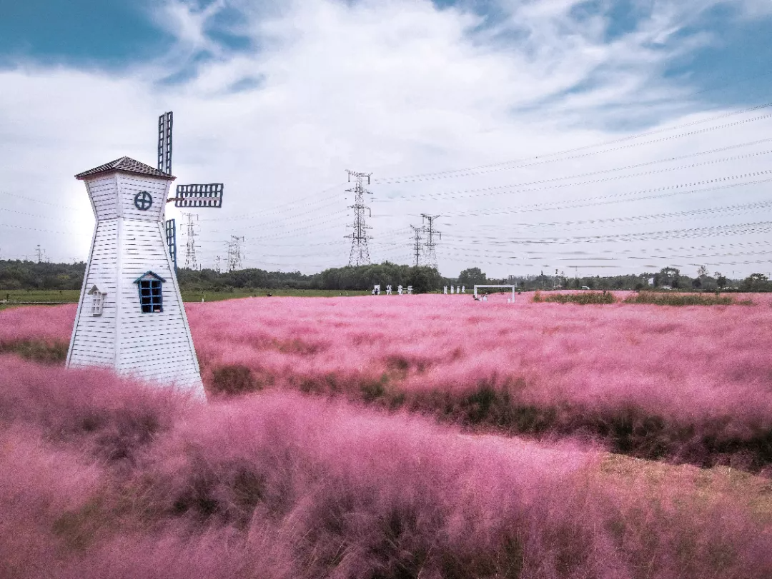 而在郭兴庄园 130亩 粉黛已经盛开 吐露粉蕊,如梦似幻 微风吹过, 掀起