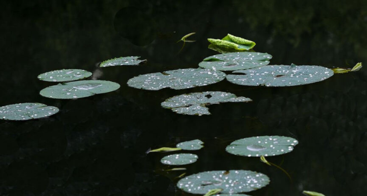 夜來風雨聲,花落知多少是什麼季節