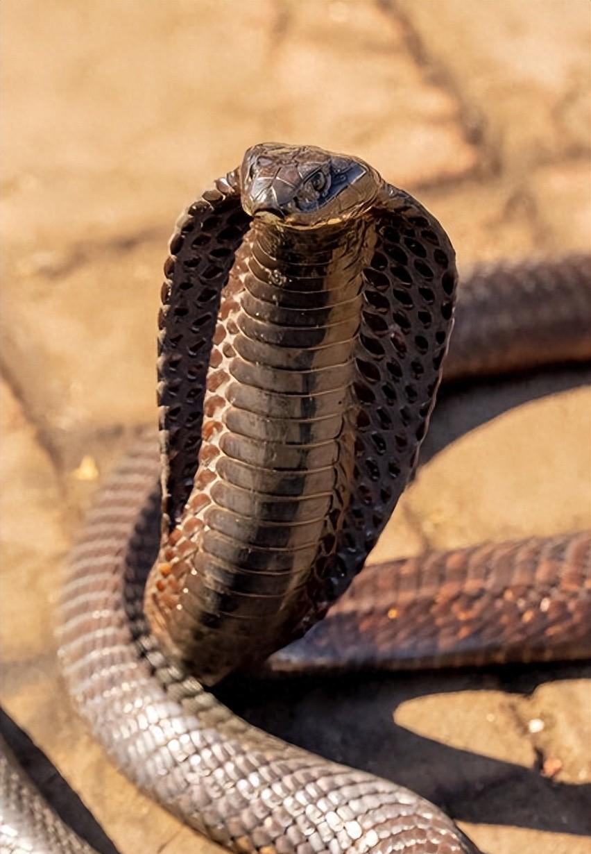 中国第一毒蛇有多强?碾压眼镜王蛇,连世界最毒蛇也不如它凶残!