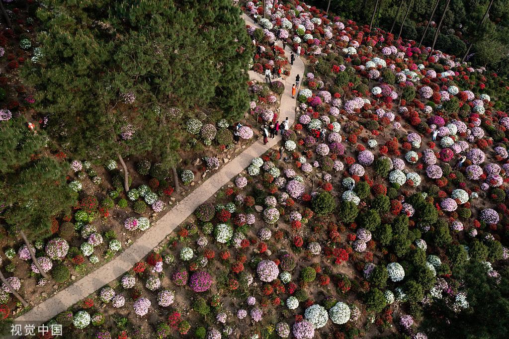 重庆南山杜鹃园图片