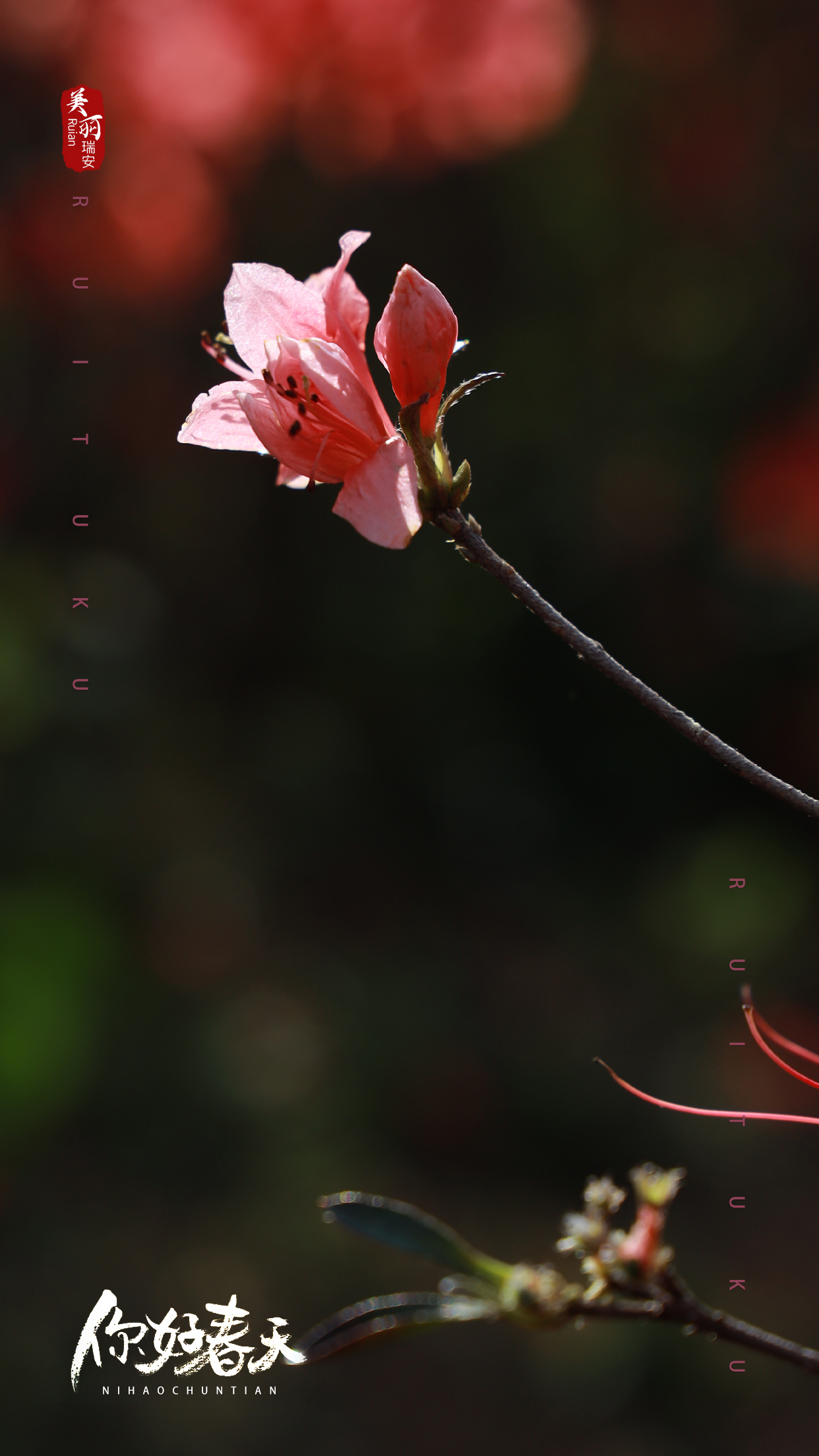 人间四月天|快来领取绝美的杜鹃花壁纸