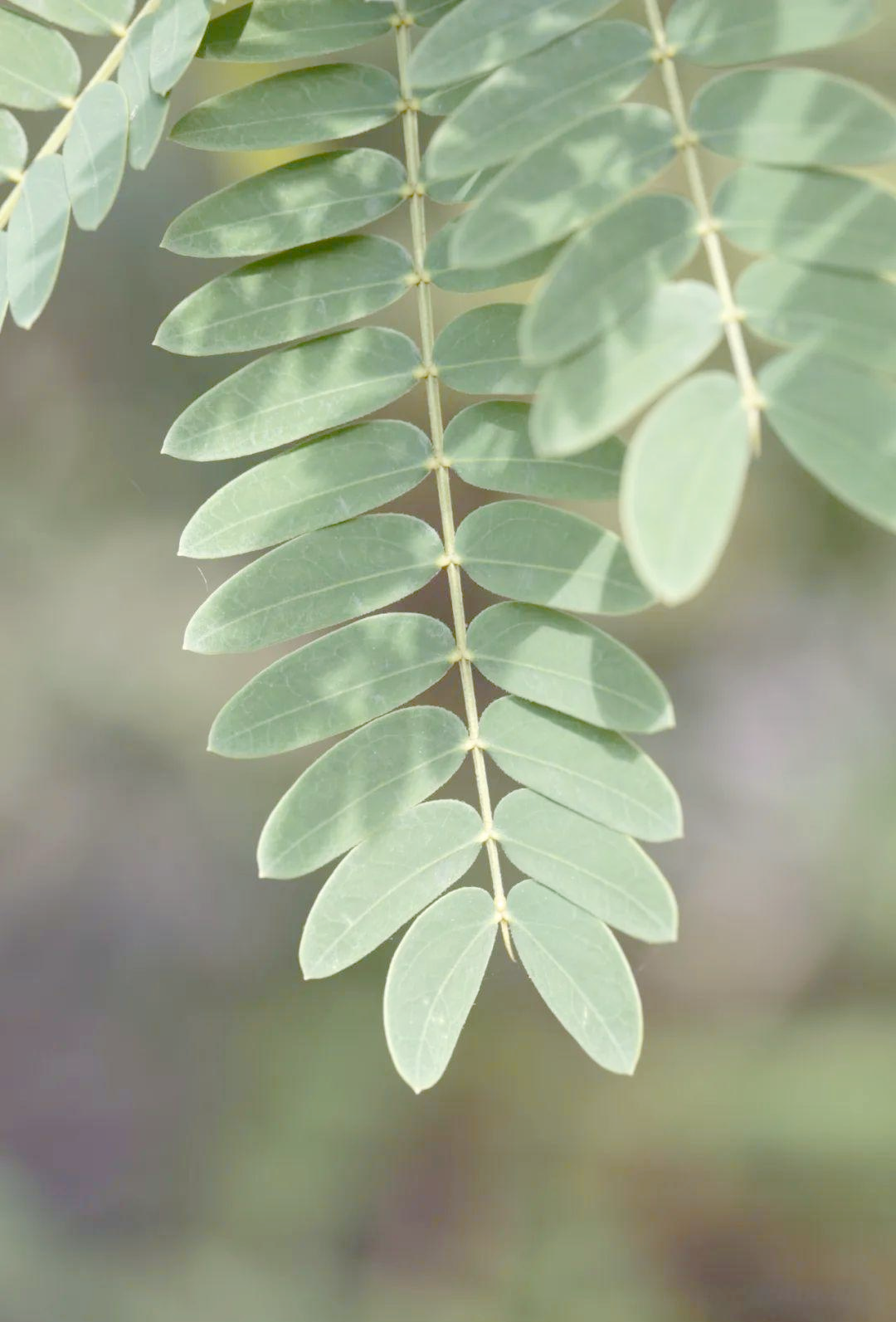 银合欢:时光流转中的爱与憎交织