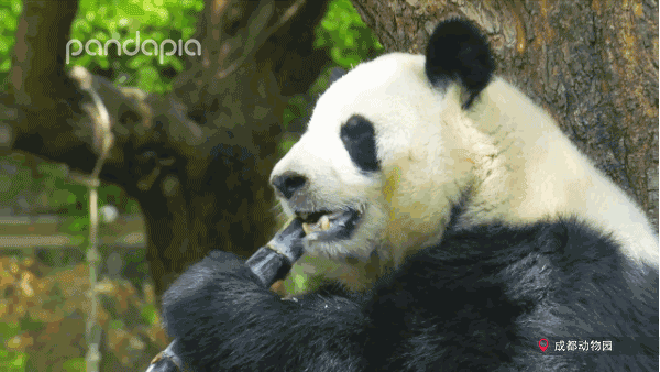 大熊猫竟然爱吃甘蔗,不过它们吃甘蔗和人类不一样