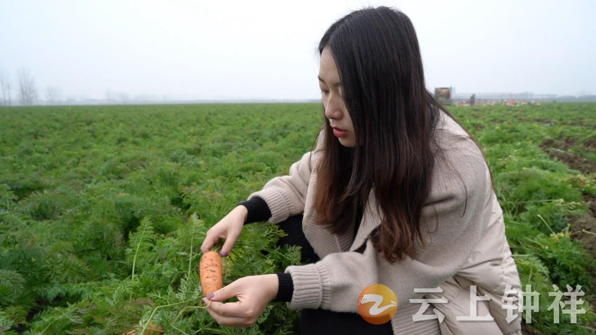 海归女孩田予爱种萝卜带富一方乡亲