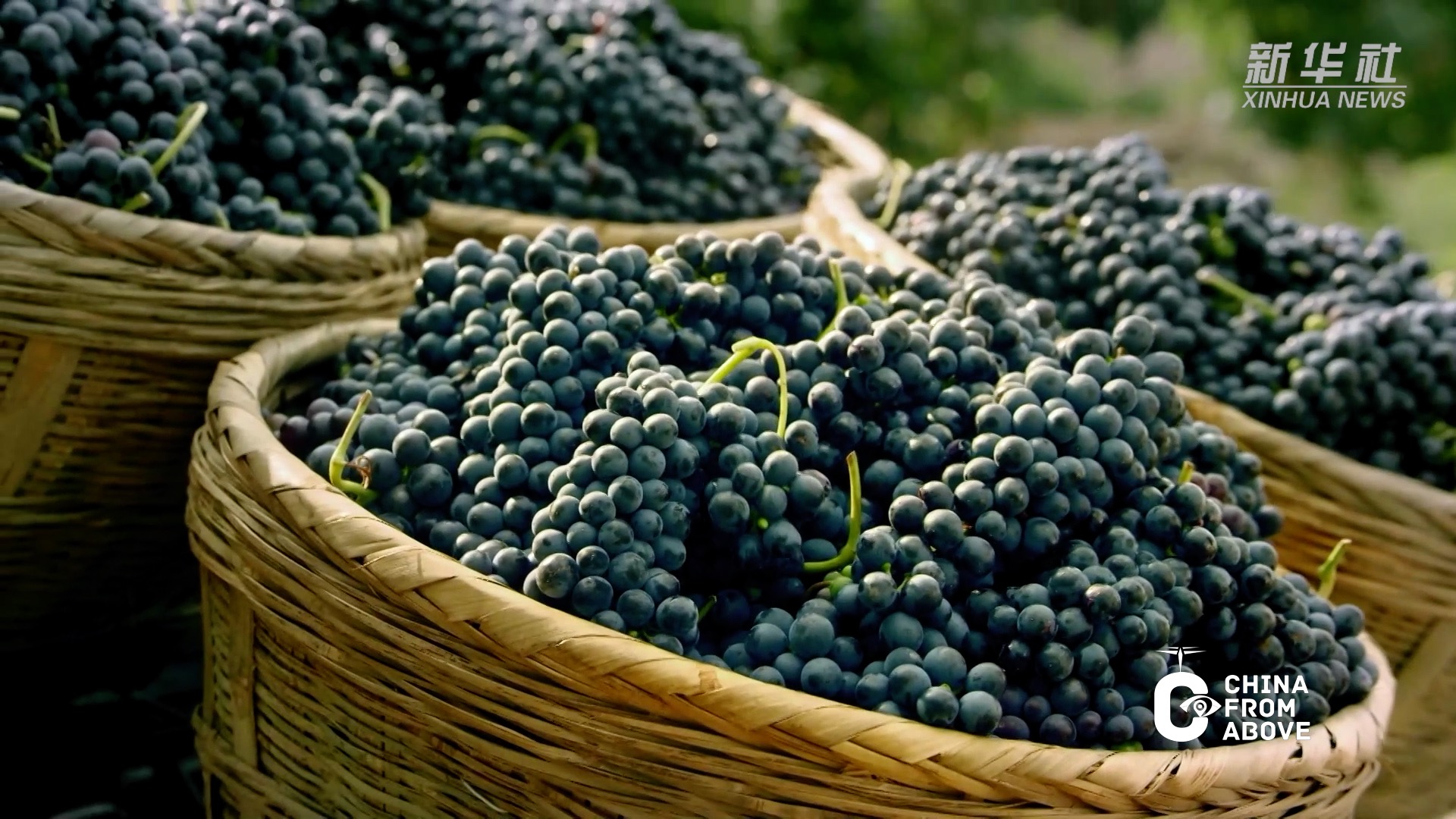 瞰中国|宁夏:贺兰山下葡萄园