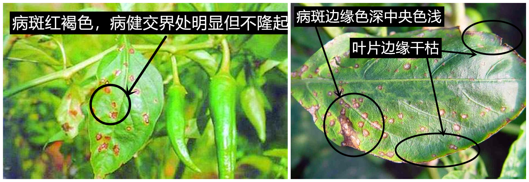 辣椒细菌性叶斑病(左,辣椒细菌性疮痂病(右)