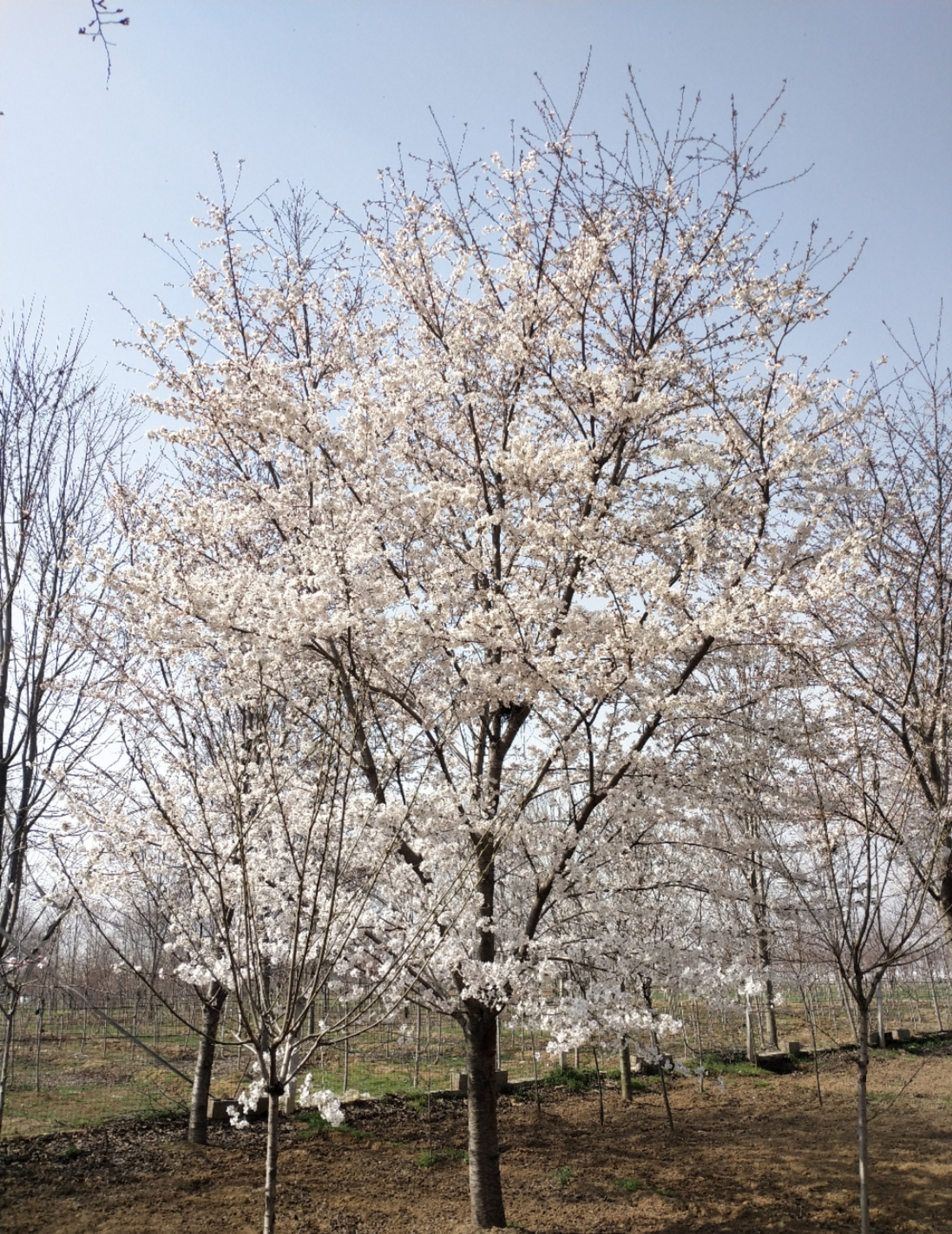 恭喜宸翰园林入驻苗木通,郯城李志力:专业苗木种植,专供精品