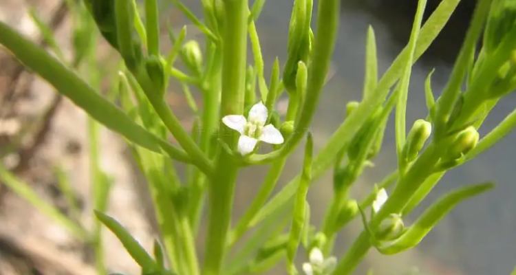 百蕊草图片 毒性图片