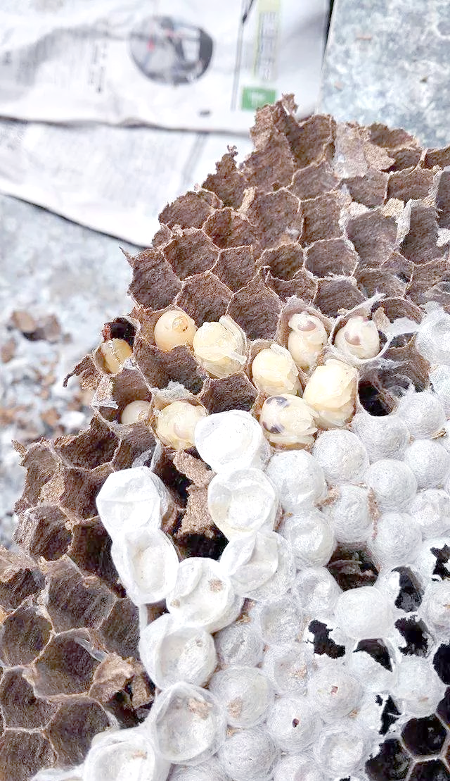 农村夏秋之季,有人四处寻找珍贵野蜂巢