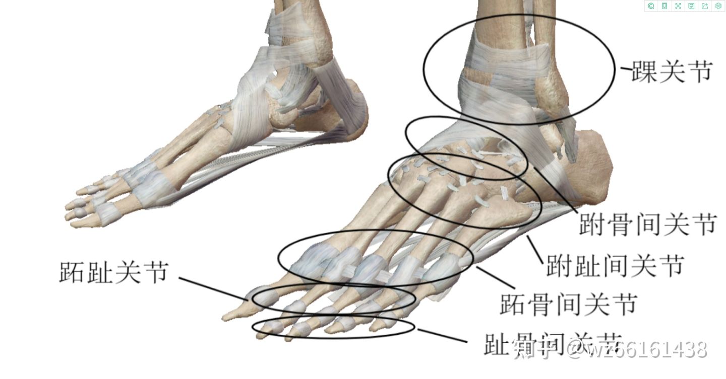 跑步知识之足部骨骼