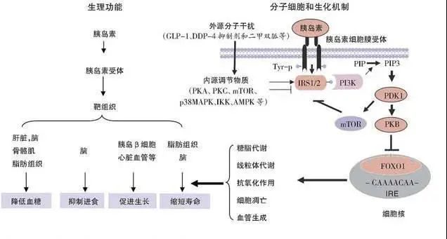 干细胞治疗糖尿病及其并发症的最新进展