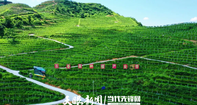 罗甸凤亭乡百香果进入成熟采摘期