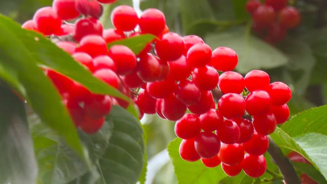 龙街镇龙河村:8000亩樱桃"红"遍山 果农增收笑开颜