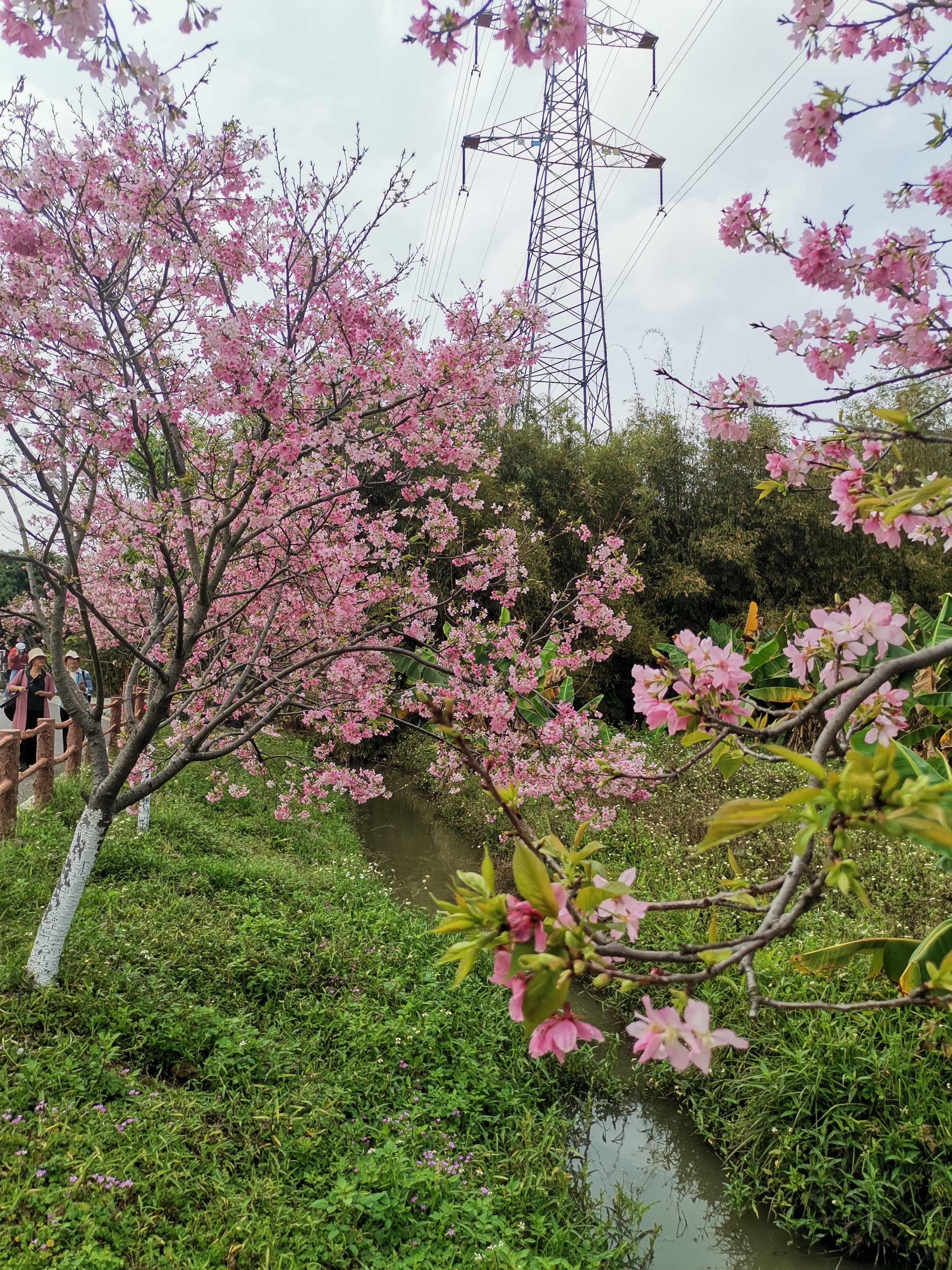 广州海珠湿地公园樱花图片