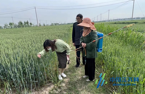 鹽城響水縣黃圩鎮:上下聯動防治小麥赤黴病