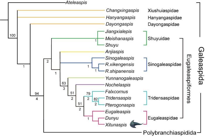 "古鱼王国"再添"新丁" 中国科学家发现4.1亿年前"硕大西屯鱼"
