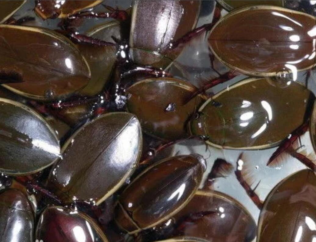 德国人去广州番禺餐厅吃水蟑螂