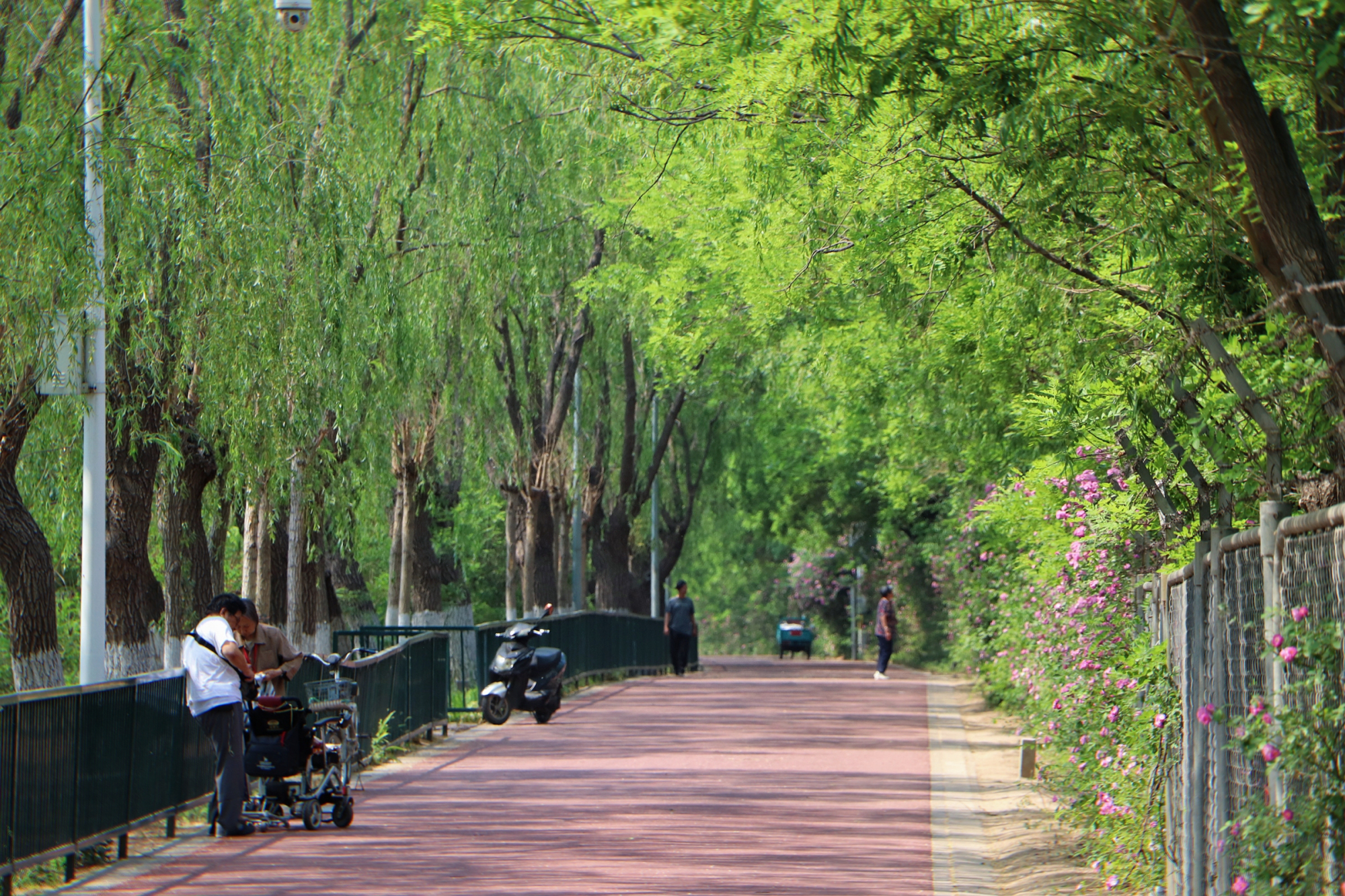 夏日骑行好去处,北京南沙河滨水绿道花香阵阵,风景宜人