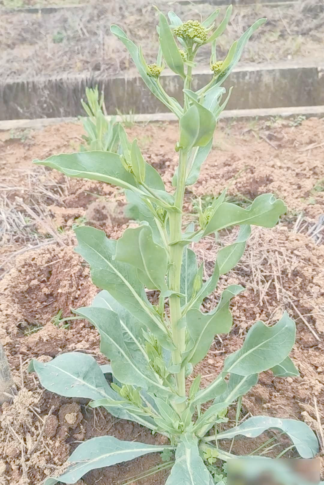 从植物到药品:深入探讨板蓝根的奥秘
