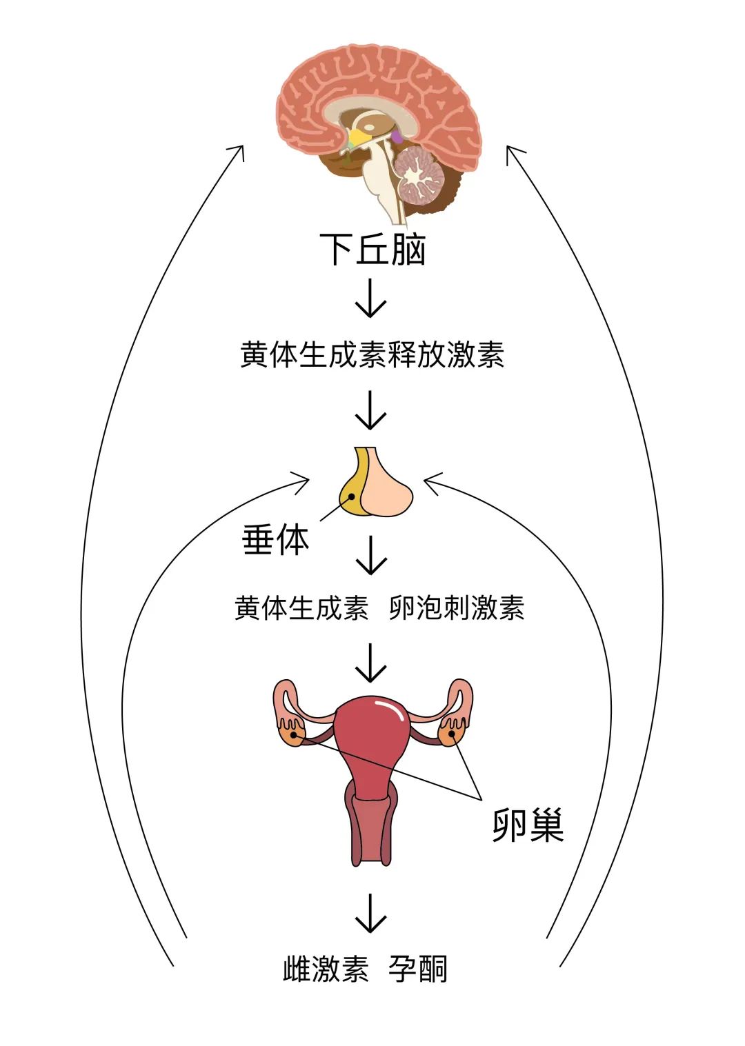 切除子宫后,会迅速变老吗?