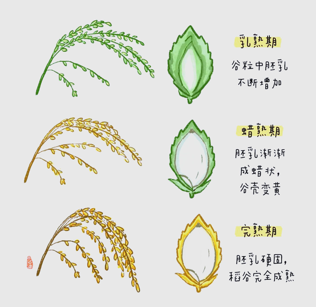水稻生长全攻略:从播种到收割的艰辛历程