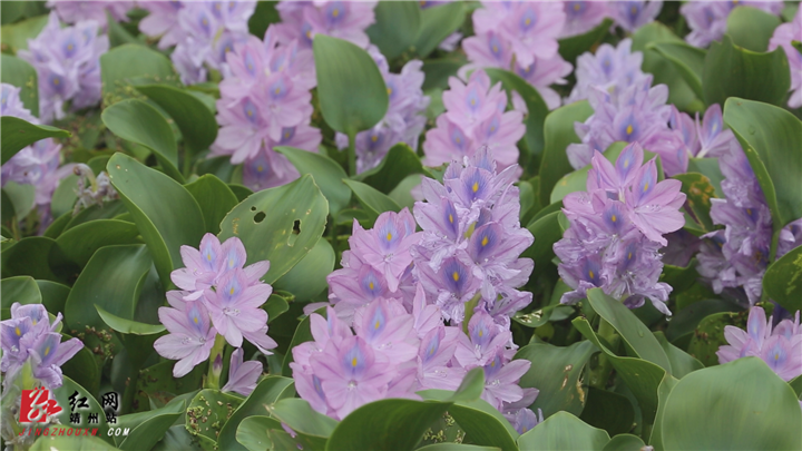 凤眼莲花开满塘
