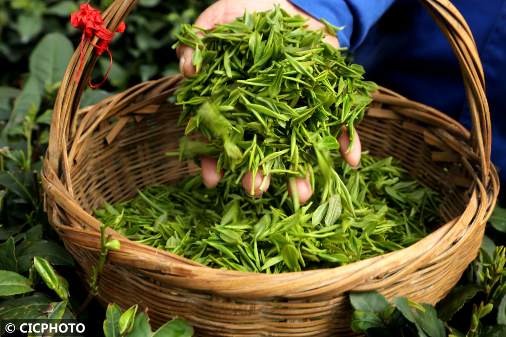 连云港云雾茶照片图片