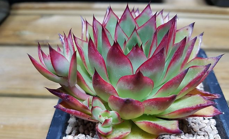 吉赛尔多肉又叫什么