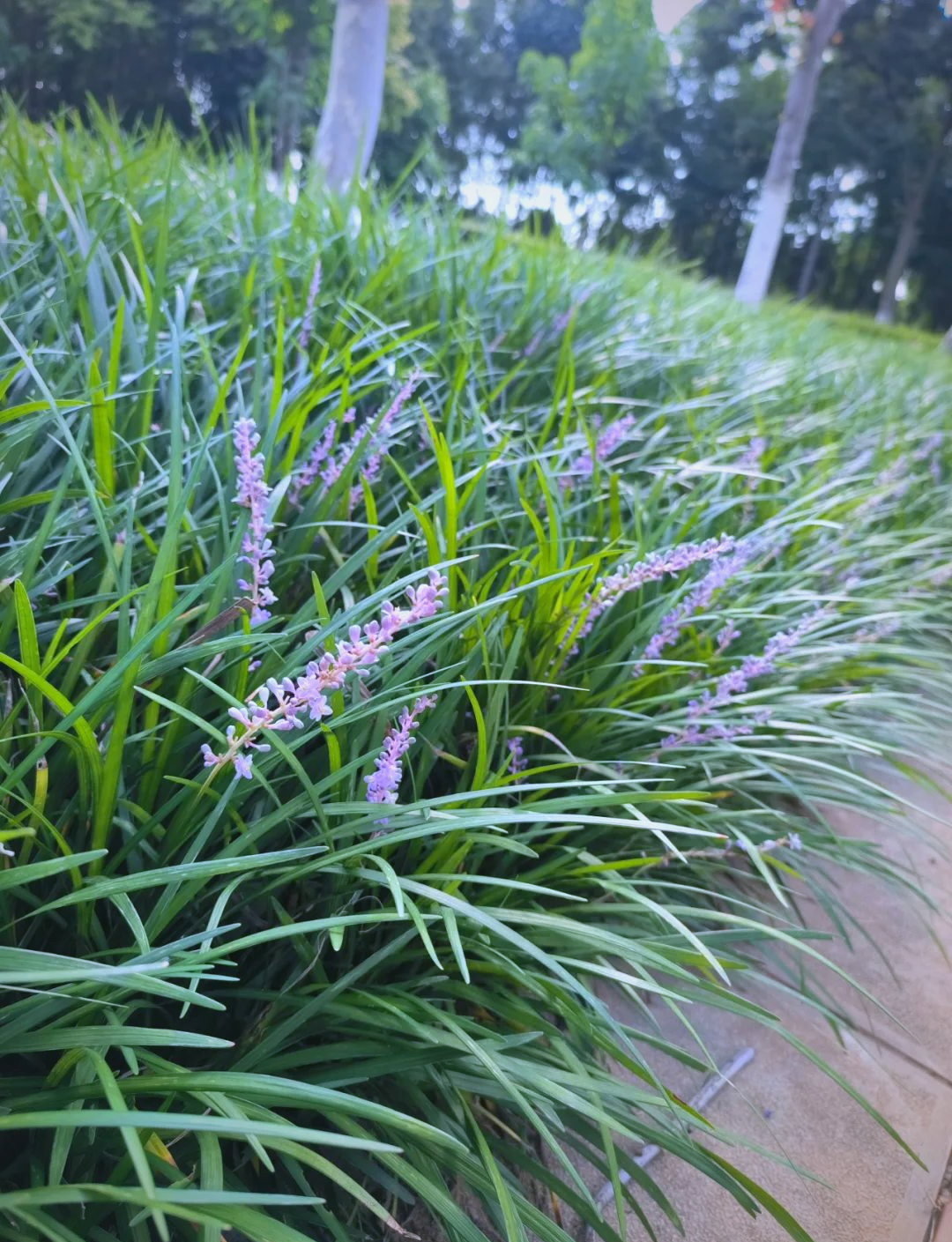 沿阶草:一种脱颖而出的草坪植物选择