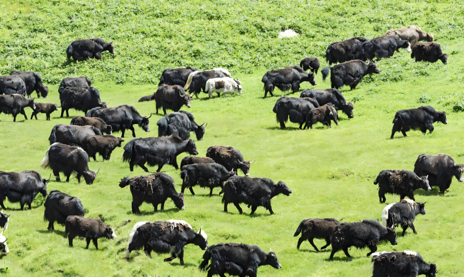 青藏高原一神秘"凶兽"猎杀180头牦牛,牧民们苦苦查找无果