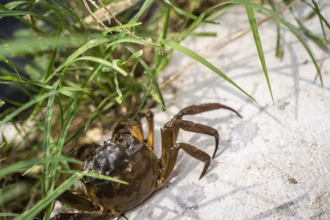 此时的湖南大闸蟹最好吃,"富"到流油,错过等一年!