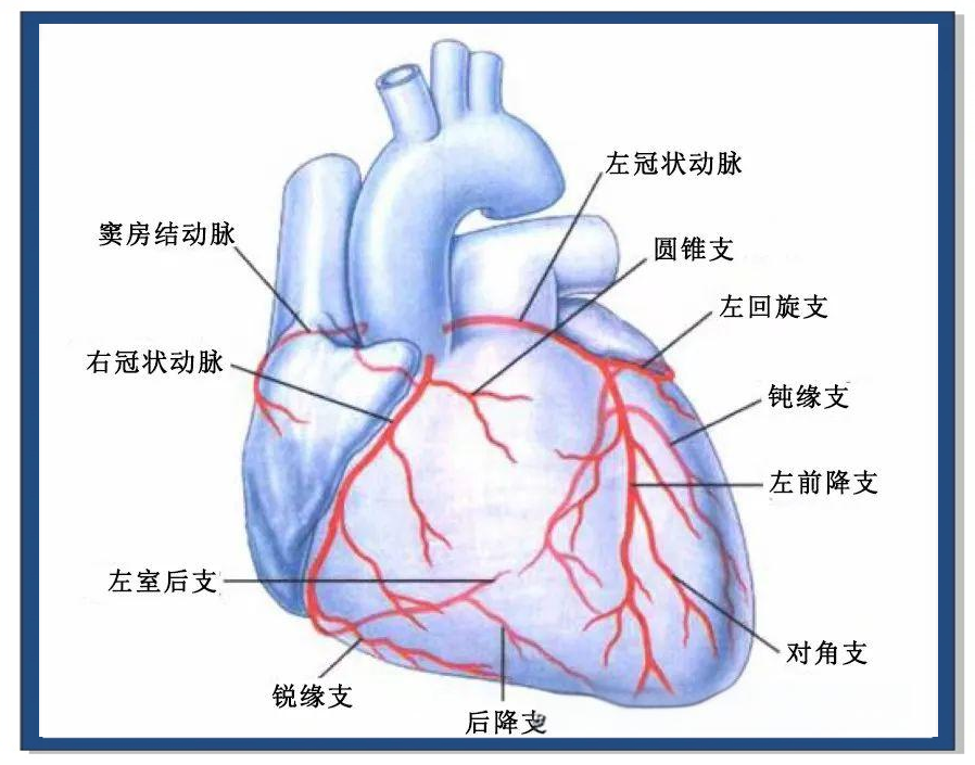 冠状动脉,作为心脏的供血动脉,起源于主动脉根部的主动脉窦内,分为