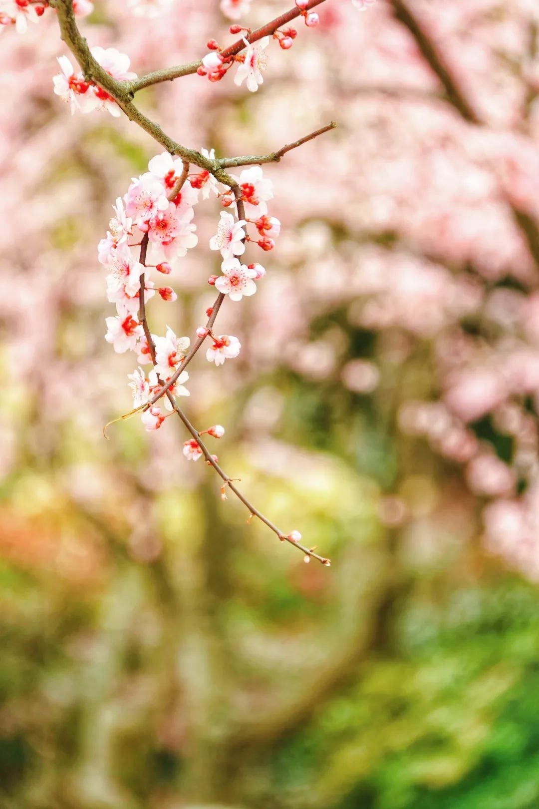 周末好时光来闵行就对了抓住梅花的尾巴