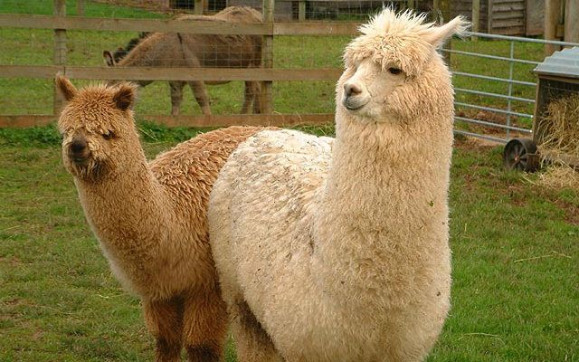 羊驼羊 - 热门商品专区