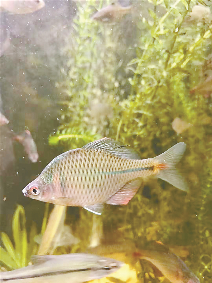 "五彩鱼"现身北运河,凉水河!北京年底新建水生态研究基地