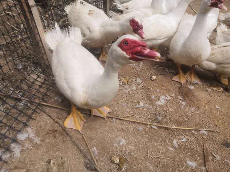 饲料鸭 - 热门商品专区