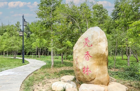 美丽藏不住!东莞塘厦这片2000平方米的莞香林花开正芬芳