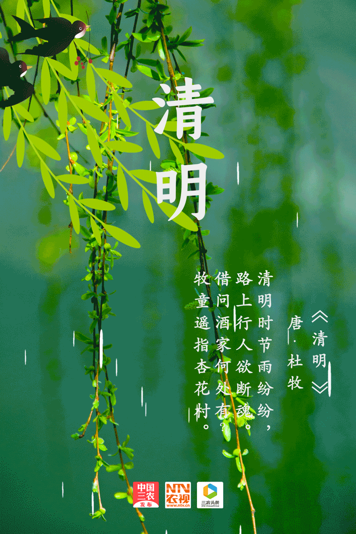 春雨纷纷草木青,清明花开寄思念丨二十四节气
