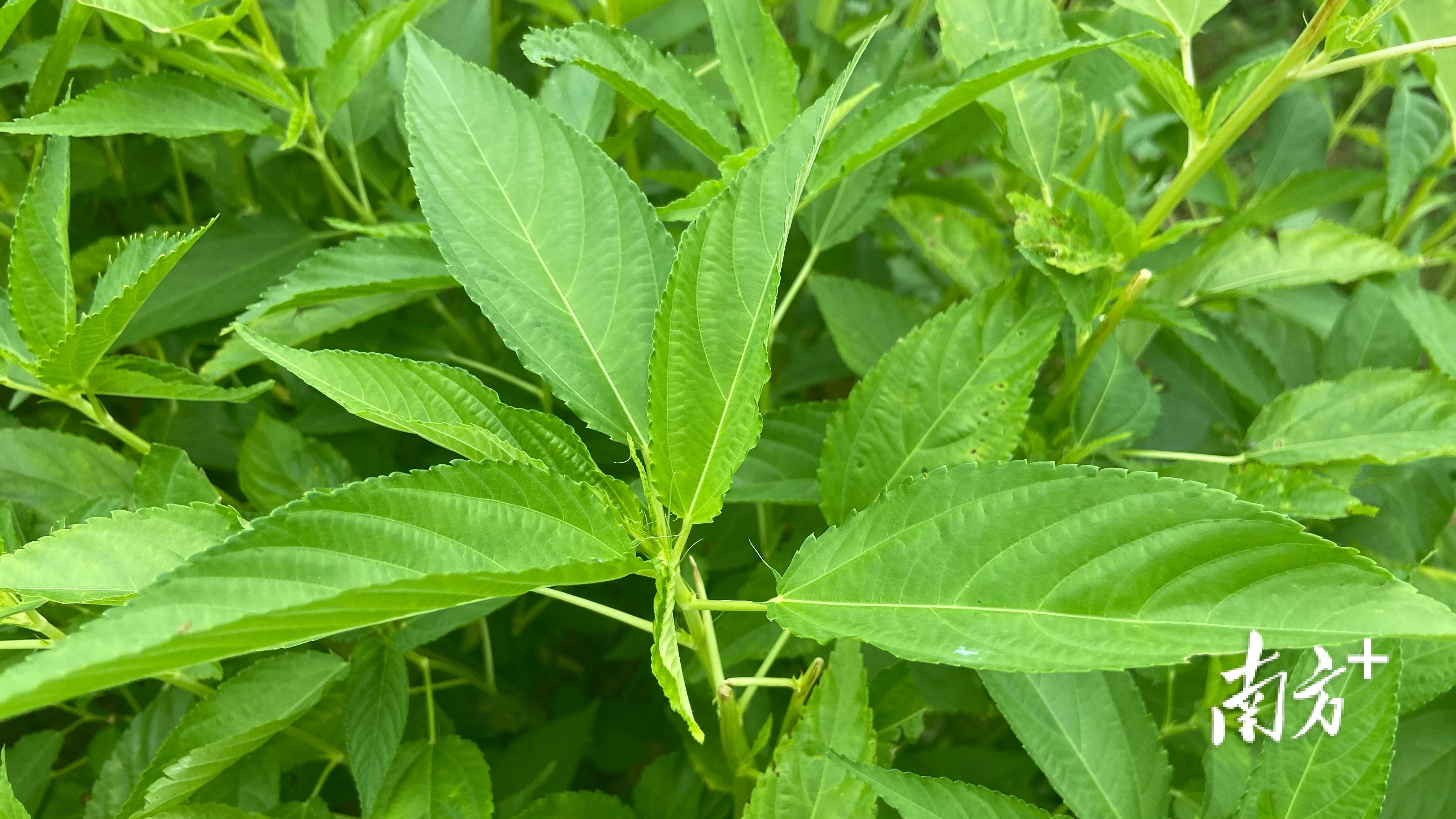 潮南区两英镇:特色品牌激活乡村产业新动能