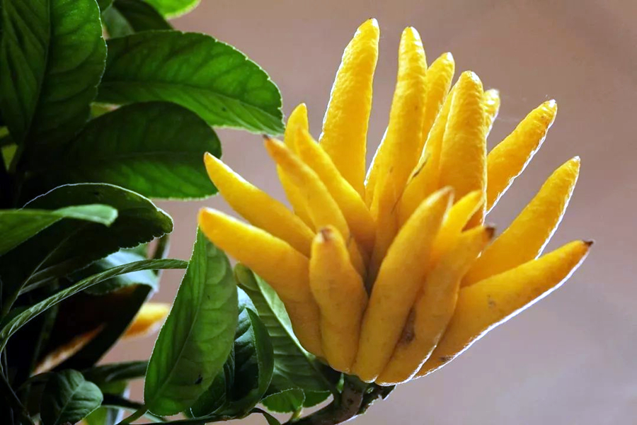 佛手花很香,家养有技巧,注意这些点