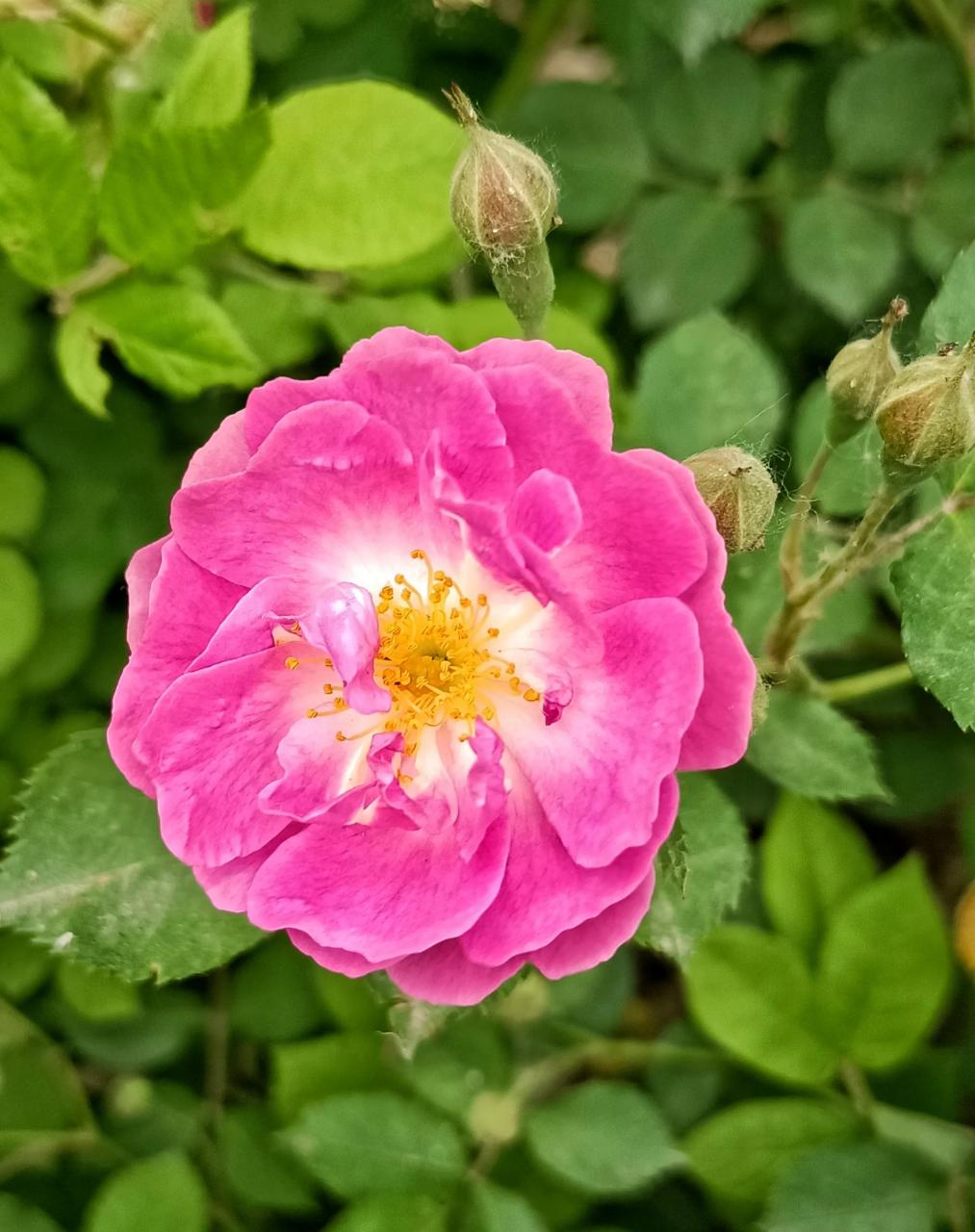 野生玫瑰花原生图片