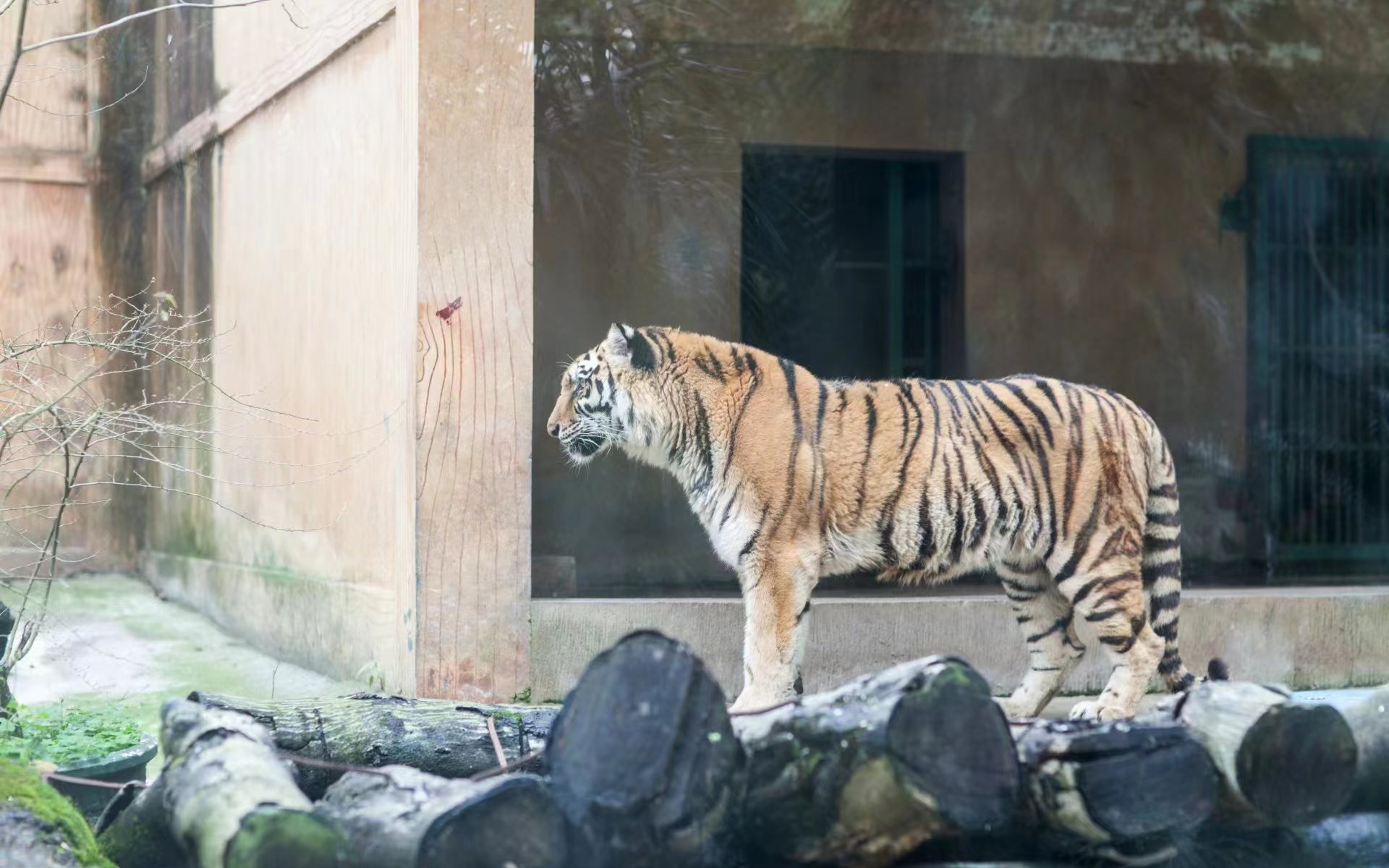 广西柳州动物园一老虎骨瘦如柴?园方:老虎去年已死亡