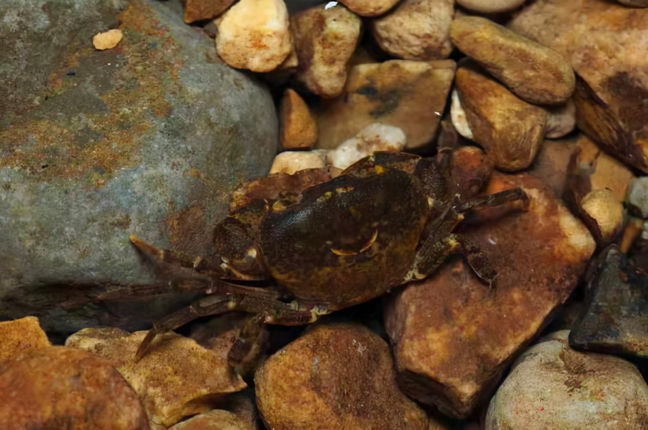 深圳山溪发现蟹类新种:深圳巨腹蟹