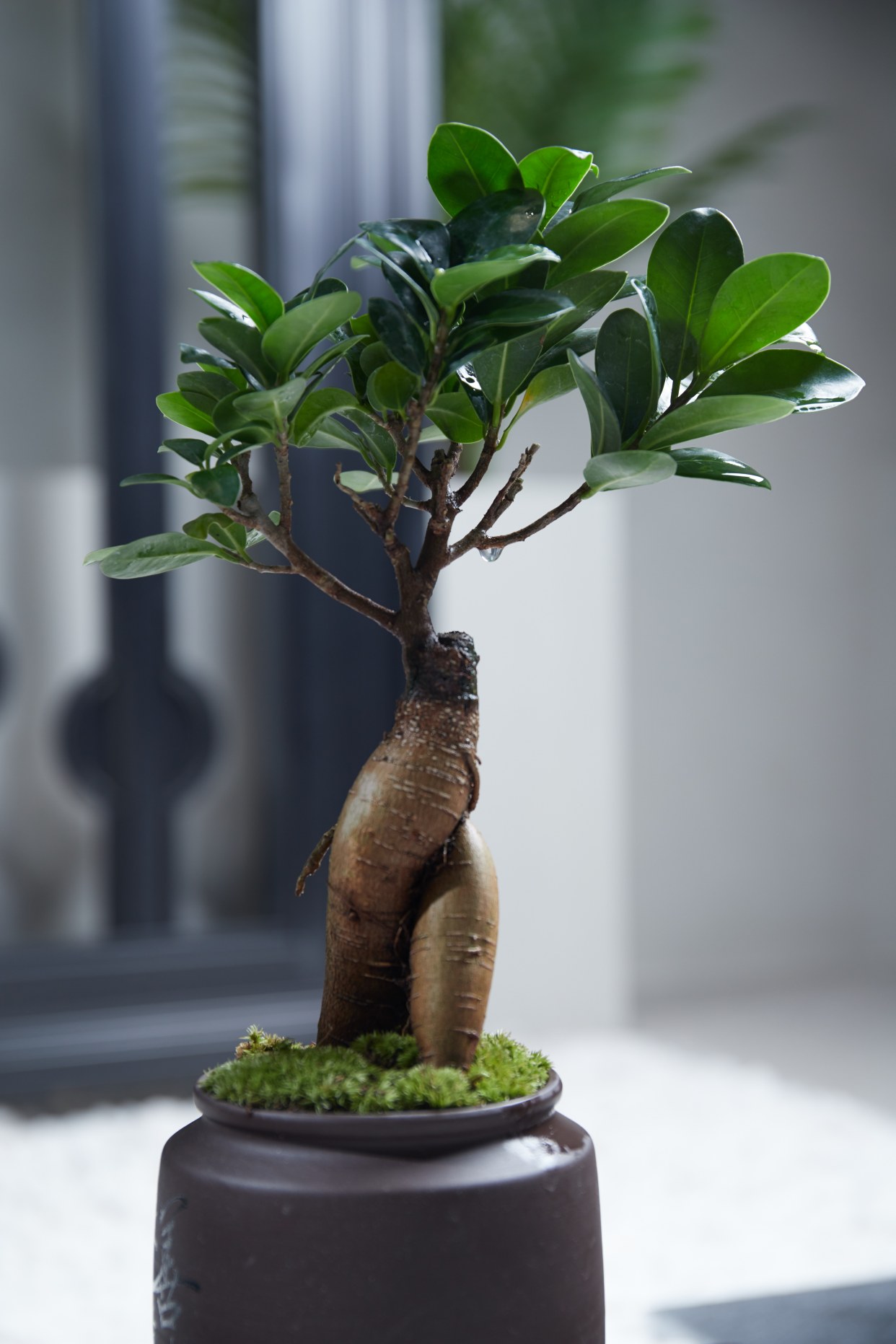 人参榕养护及注意事项!