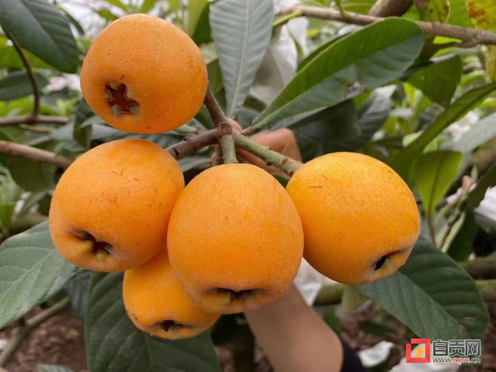 好消息!荣县新桥镇1000万斤"大五星枇杷"上市了