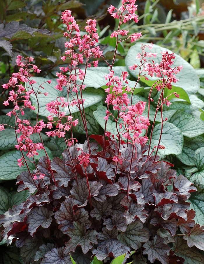 矾根种苗价格 - 2020年最新商品信息聚合专区 - 百度爱采购