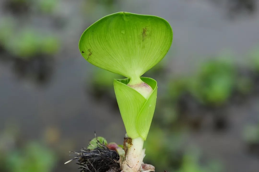 水上漂浮的蛇蝎美人水葫芦——入侵植物凤眼莲